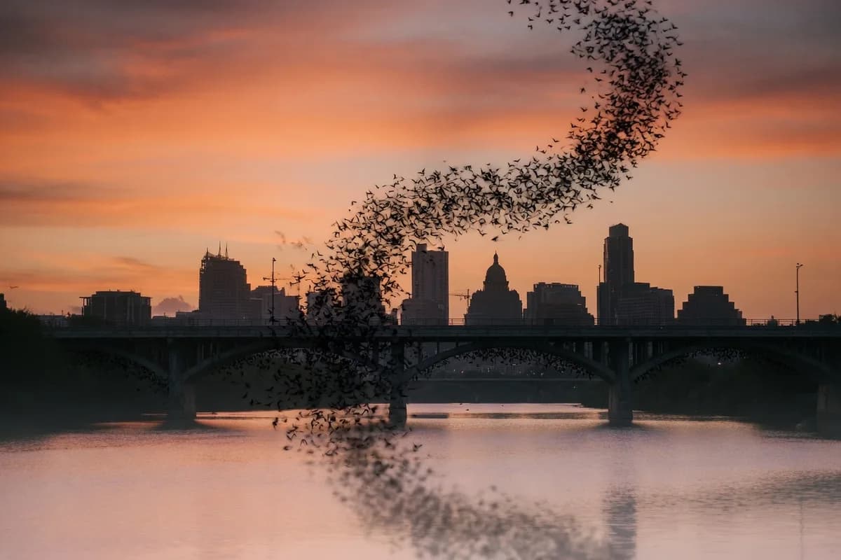 Congress Avenue Bridge Bat Watching